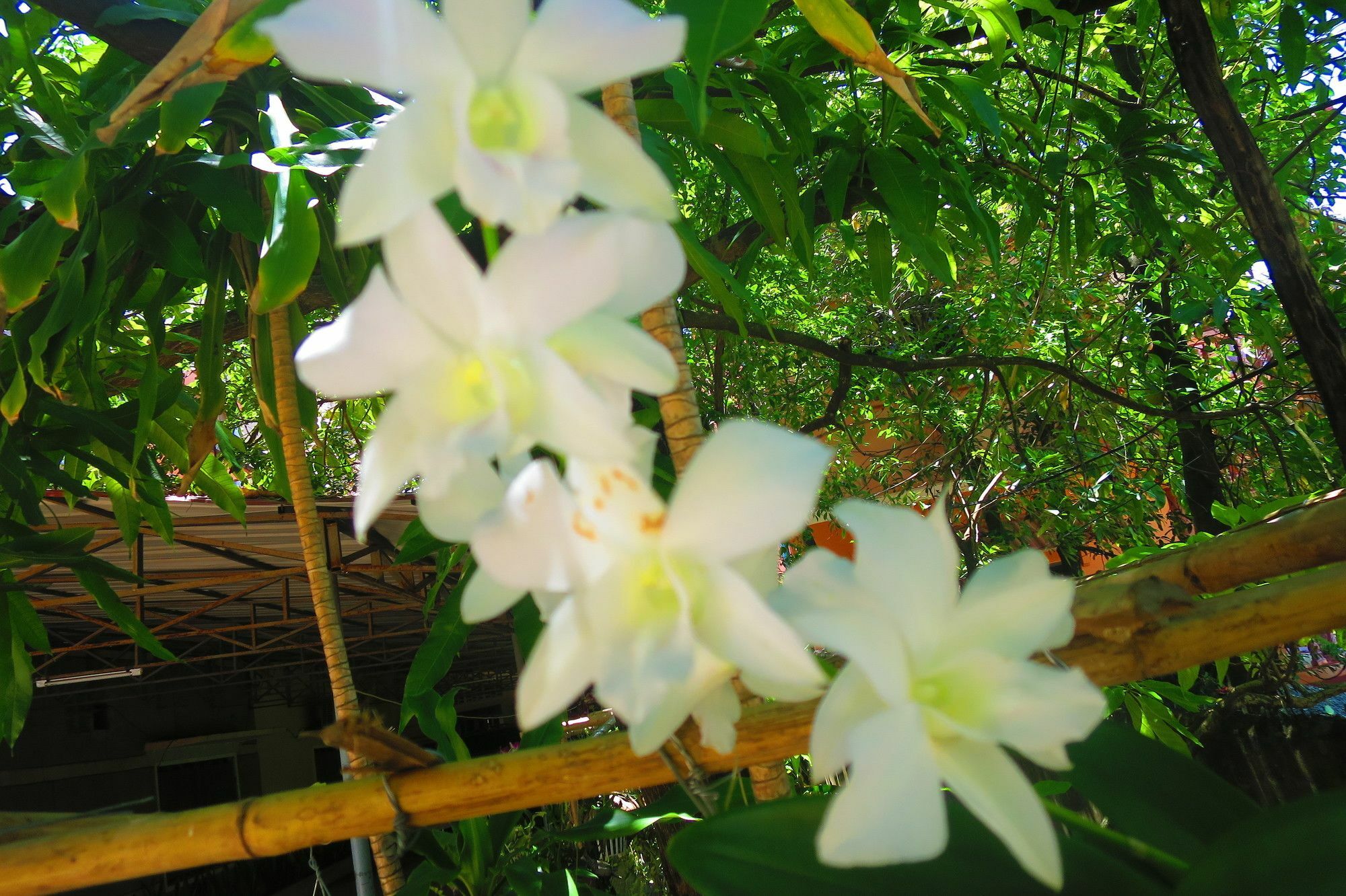 Kampot Guesthouse Ngoại thất bức ảnh